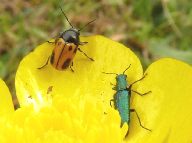 Coleotterini floricoli